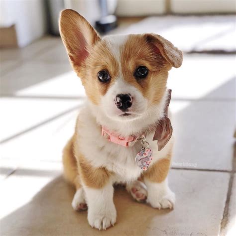 corgi puppy photos